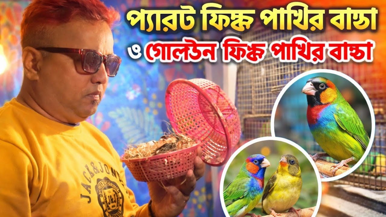 Parrot Prince & Golden Finch Baby Care 🐦 | এক্সোটিকস ফিঞ্চ পাখির বাচ্চা পালনের সম্পূর্ণ গাইড 🩵