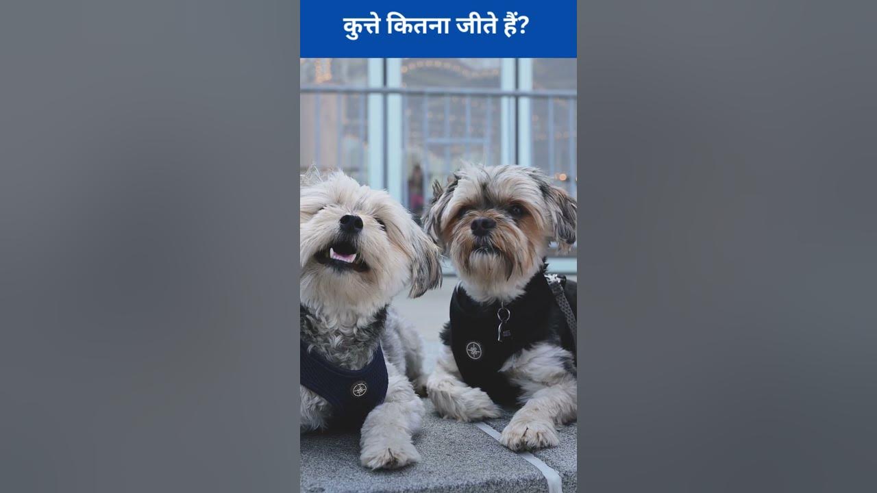 Average Life Span Of Dogs