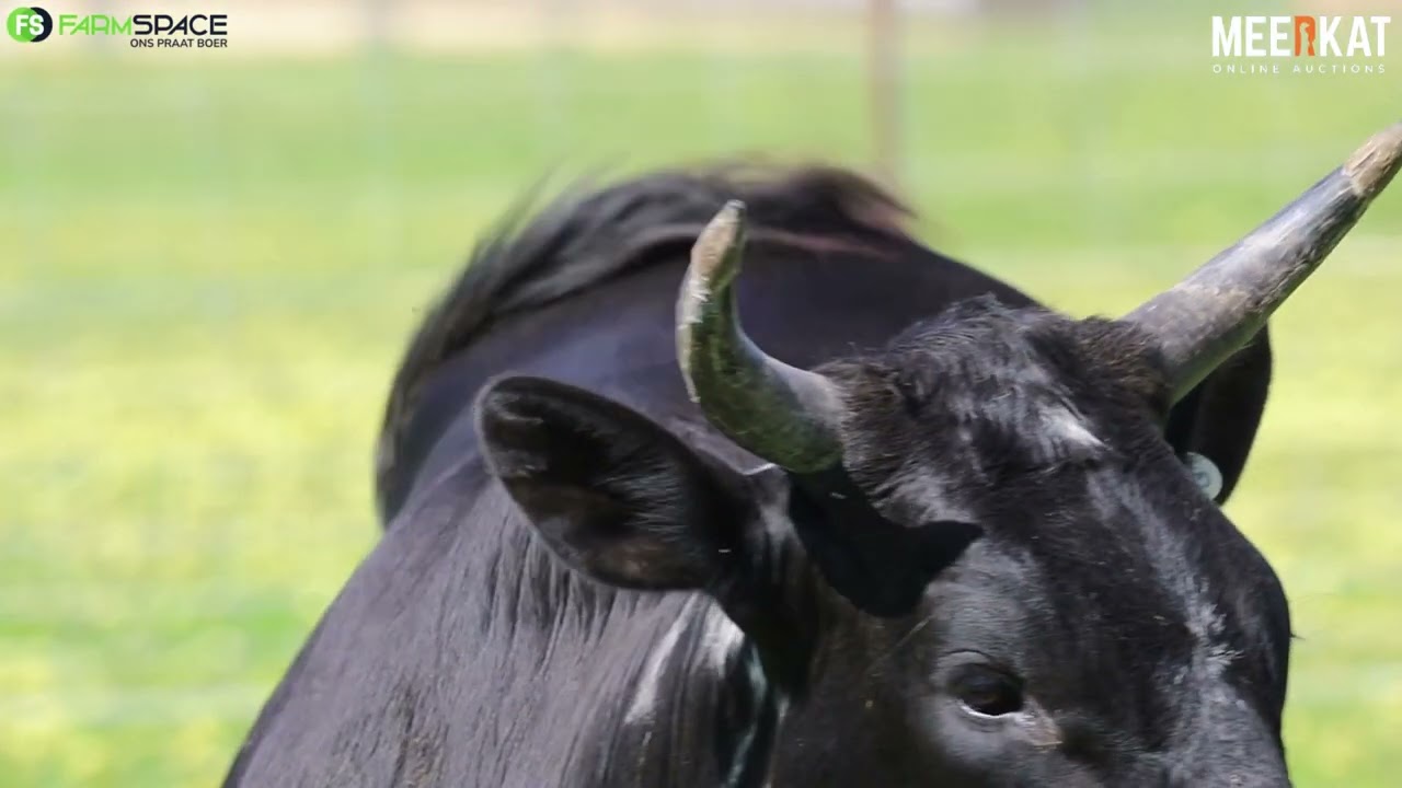 Lot 44 | EX 21-46 | Exteen Ngunis at the Nguni Regainer Auction on 12 October 2023