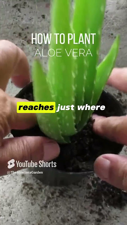 How to plant aloe vera