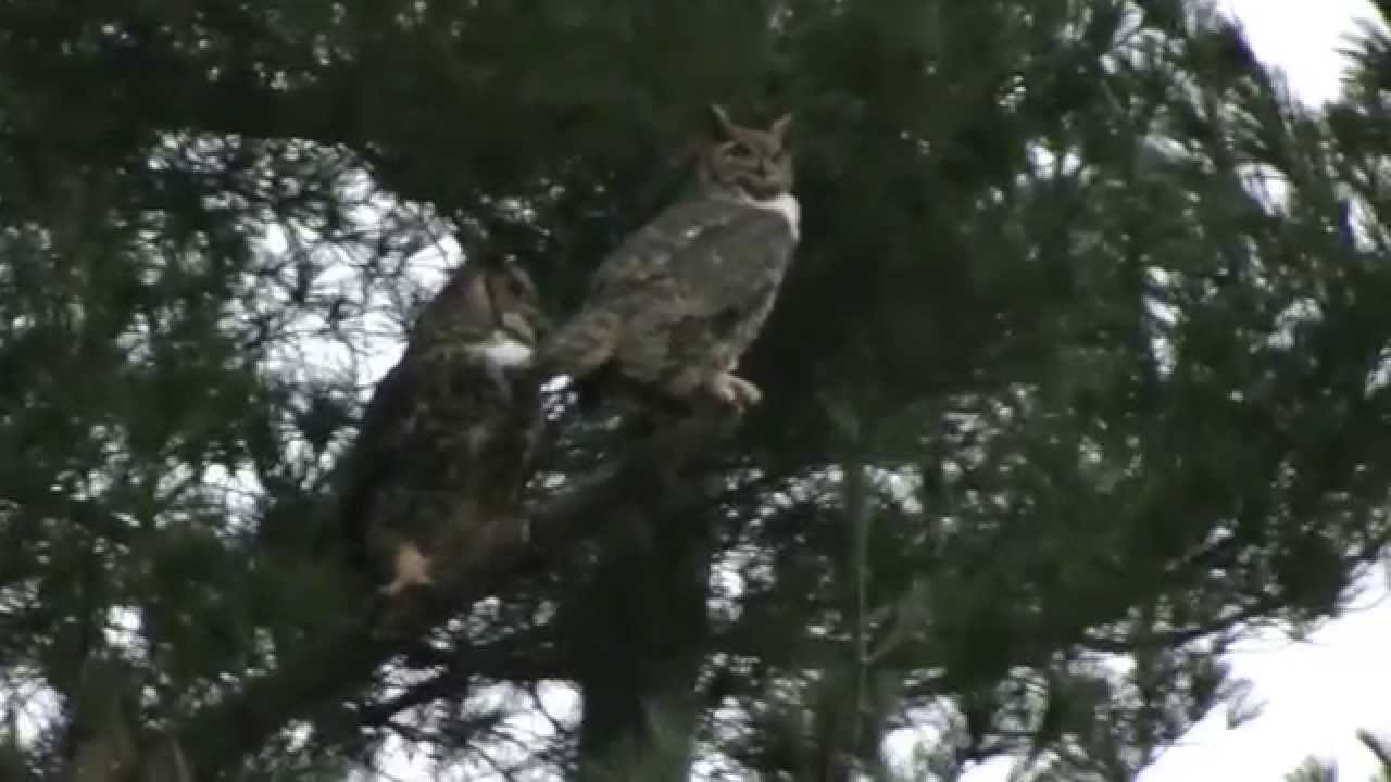 Great horned owls duet after mating, December 13, 2014 YouTube