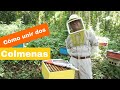 como unir dos colmenas de abejas