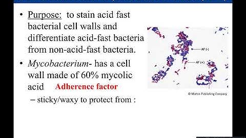Lab 3-8: Acid Fast Stain