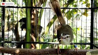 Download Lagu Suara Prenjak Klik / Sawah Gacor Untuk Pikat MP3