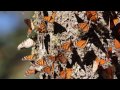 Monarch Butterflies: Great Migration