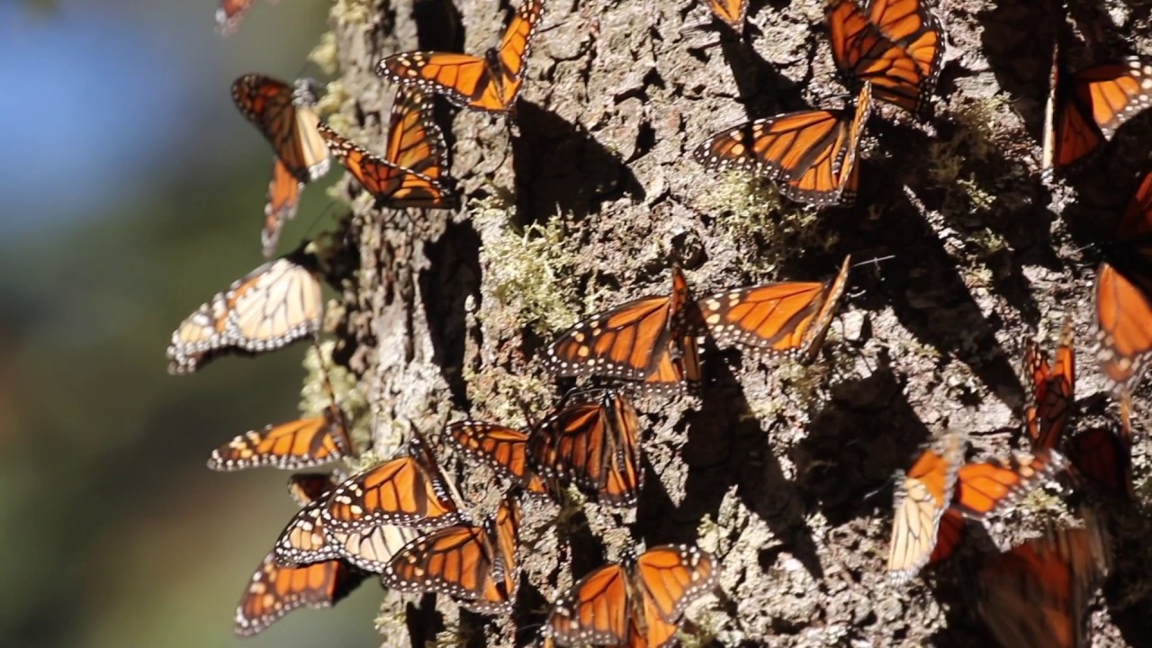 monarch butterfly migration map for kids