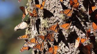 Monarch Butterflies: Great Migration