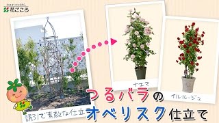 バラの育て方 オベリスクの設置と誘引 Youtube バラの育て方 オベリスクの設置と誘引 Youtube