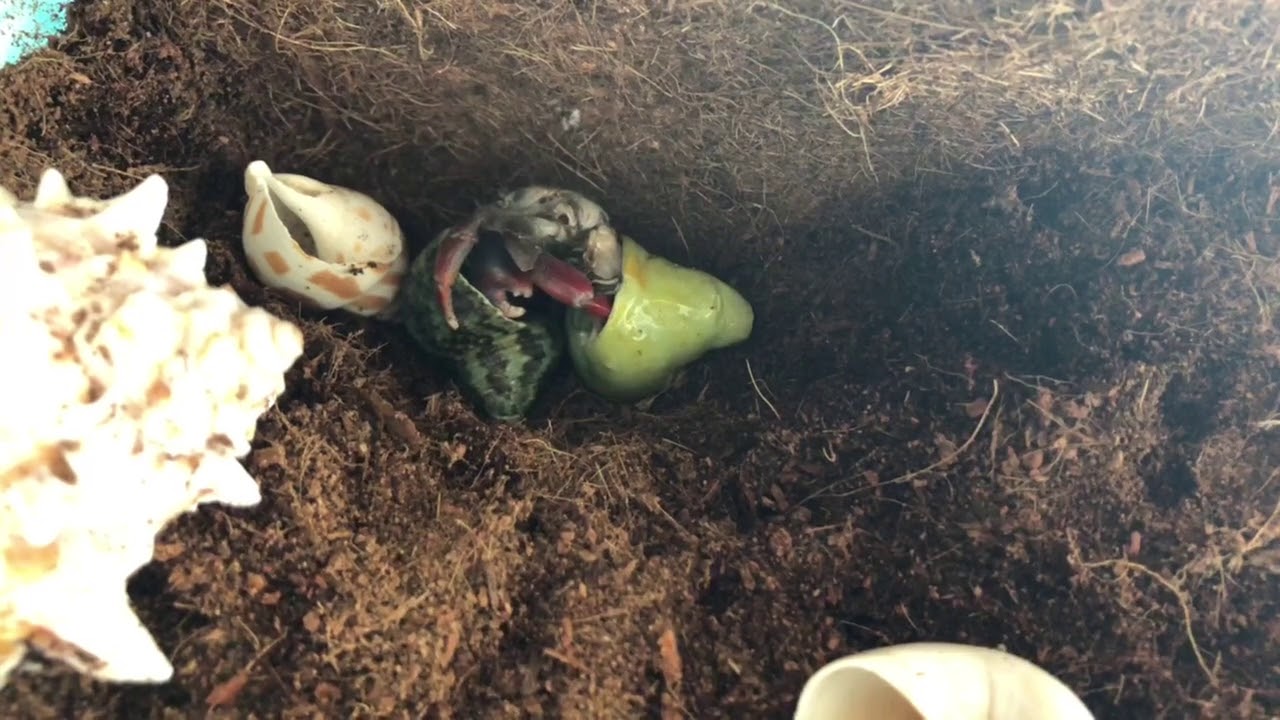 HERMIT CRAB CAUGHT CHANGING SHELLS (rare moment on camera) - YouTube