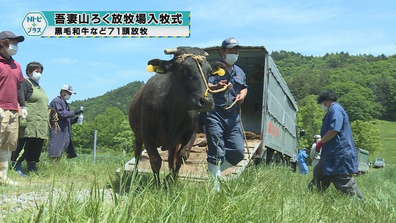 吾妻山ろく放牧場入牧式｣黒毛和牛など71頭放牧 - YouTube