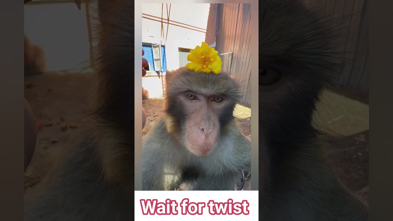 Pure Innocence: Putting Baby Monkey to Sleep with Flowers 