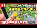 【ちょうどいい田舎暮らし】4月終盤の畑の状況…今年も猛暑の予感2024.4.27