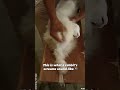 Did You Know Rabbits Can Scream? 💔🐇
