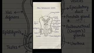👨🏻‍⚕️👩🏻‍⚕️#Human anatomy# and lts👍🏻 organs # important shorts #🥰 subscribe my channel