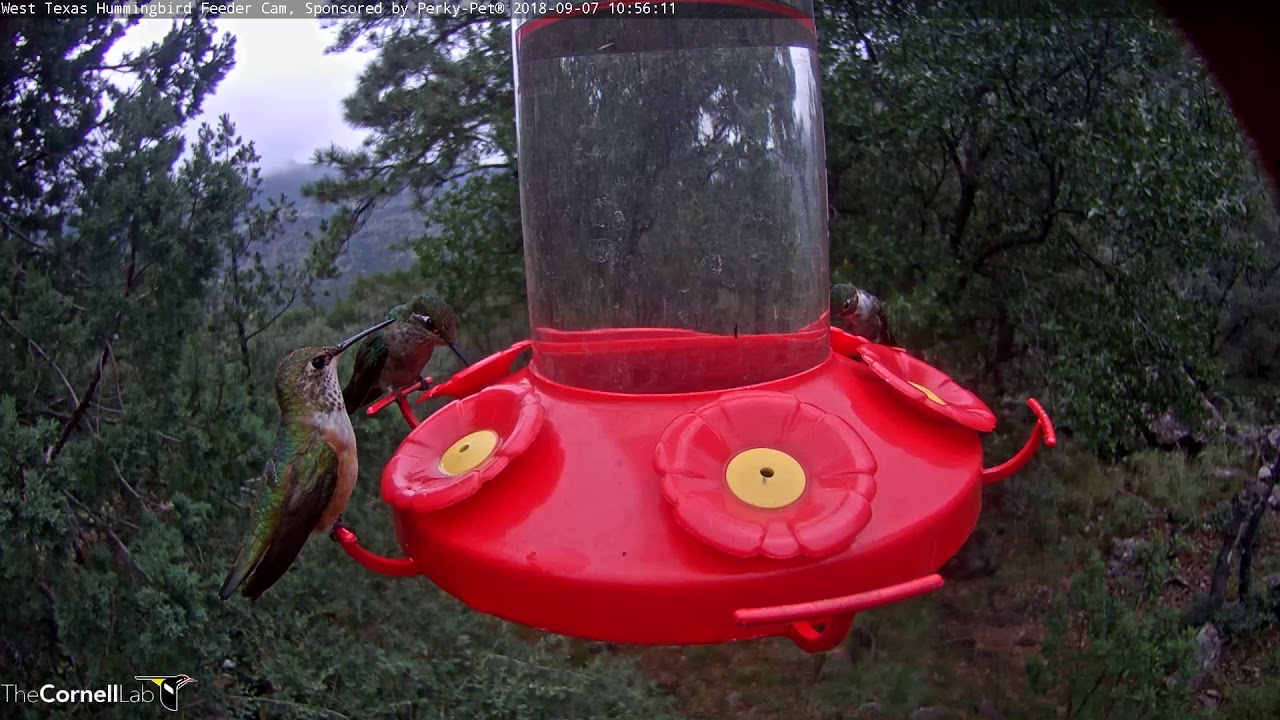 Full Feeder On West Texas Hummingbird Cam Sept. 7, 2018 YouTube