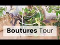 Boutures Tour - Je vous montre toutes mes boutures de plantes d'intérieur | Baby Plant Tour