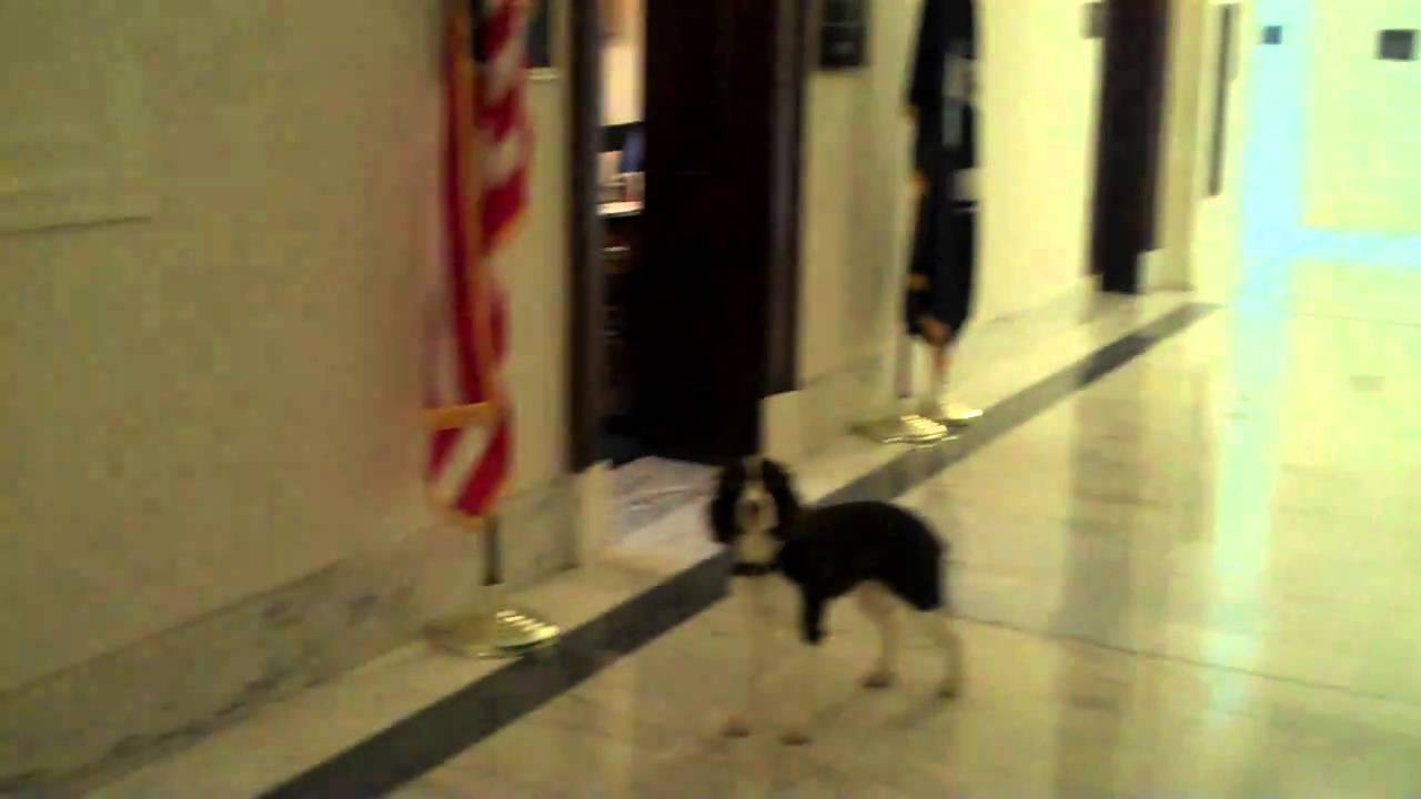 yorktown Dog at John Kerry's office