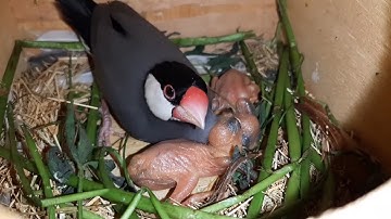 Diamond Dove Grey Java Breeding Progress