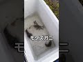 水路に加工した塩ビパイプを数日沈めると､､､ #shorts