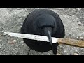 Adam Carolla On How We Should Put Crows to Work