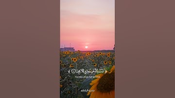 ( وشجرة تخرج من طور سيناء ) #مصعب_السلمان #تصويري #القارئ_محمد_اللحيدان