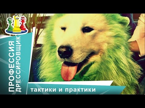 Как дрессировать животных. Уроки дрессировки. Тактики и практики. StarMediaKids