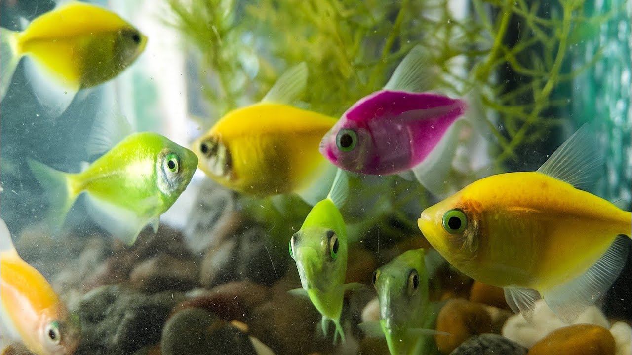 Beautiful GloFish Aquarium | Colorful Neon Fish Swimming