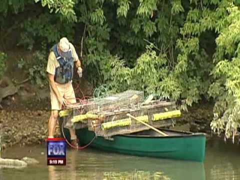 2010 08 23 Alligator In Chicago River