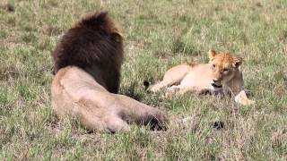 Lions mating - Maasai Mara 2014-11-23