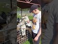 Нашёл друга в зоопарке