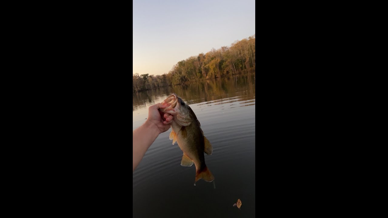 Bass Fishing on the Neuse River