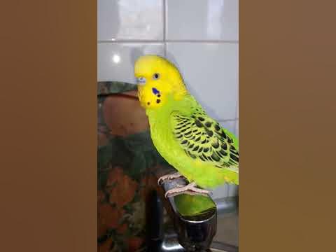 Вълнист папагал - YouTube