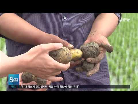 [JTV 8 뉴스] 500ha 침수...<strong>수확</strong> 앞둔 광활 <strong>감자</strong> &amp;#39;직격탄&amp;#39;