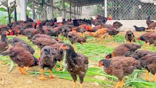 Raising chickens, chickens falling in price, feeding chickens with grass