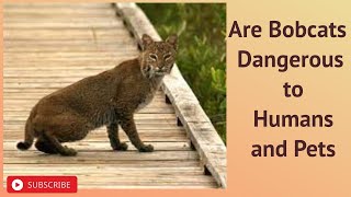 Are Bobcats Dangerous to Humans and Pets