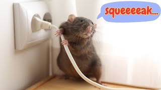 Mouse Sounds and Fun Facts for Kids