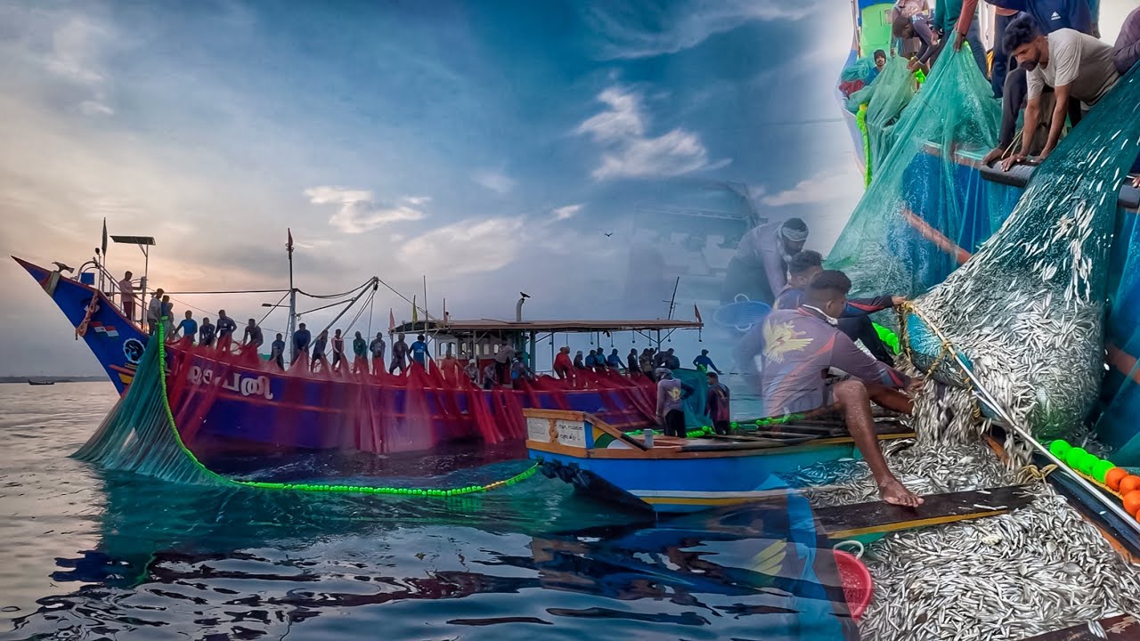 Dangerous Fishing at Muthalapozhi ⚠️ Tons of Anchovies Caught in One Haul‼️| Purse Seine Fishing.