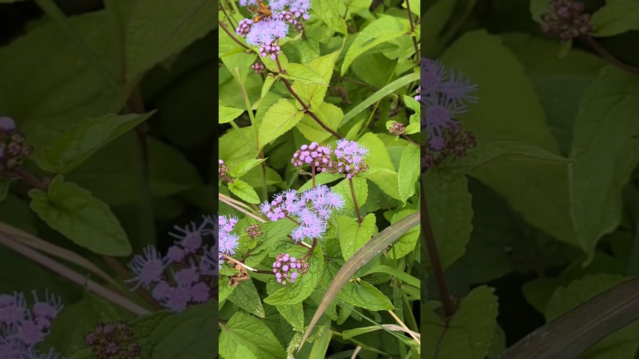 Little cute brown reddish Butterflies on Blue Button Flowers! (2026) #shorts #drockingfish