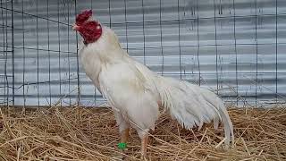 gallo asil reza California