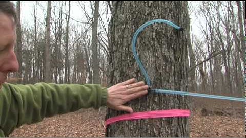 Maple Syrup Production