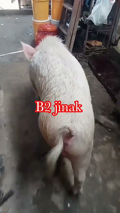 B2 yang jinak #babijinak