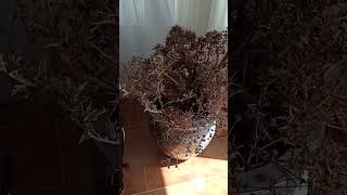 Bugün Gitigim Bir Evde Bizim Çöp Diye Yolup Attığımız Dikenleri Toplayıp Baş Tacı Yapmışlar Resimi