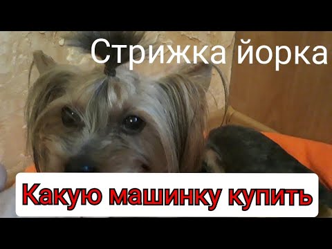 Стрижка Собак. Машинка Окупила себя за 1 день. Какую купить /  Купать ли собаку перед Стрижкой