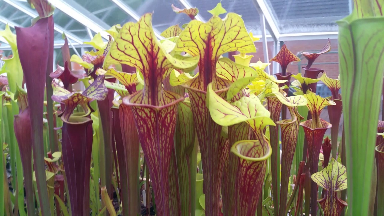 Collection update, 29th of May 2017