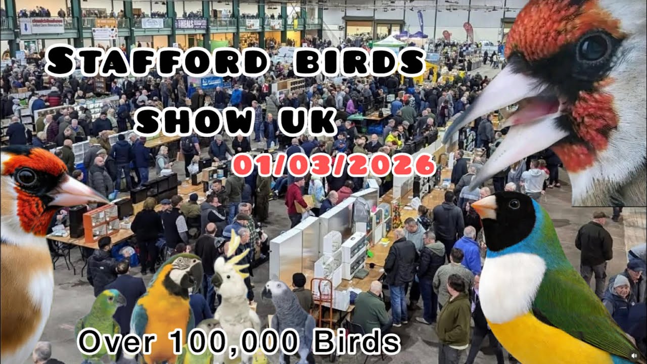 Stafford birds sell uk  01/03/2026.  Part ( 1 )