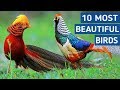 Top 10 Most Beautiful Birds In The World