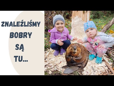Bobry są tu