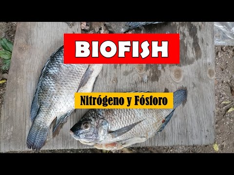 Video: ¿Puedo hacer hidrolizado de pescado?