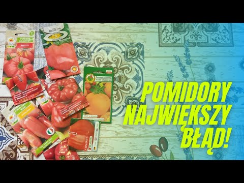 Nie siej pomidorów w lutym! Siew pomidorów – najlepszy termin. Porady ogrodnicze