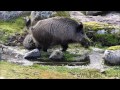 Jabalí, hembra preñada haciendo la cama (Sus scrofa) - Wild boar, pregnant female making the nest